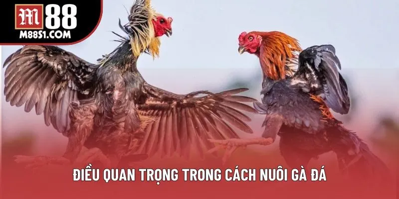 Điều quan trọng trong cách nuôi gà đá