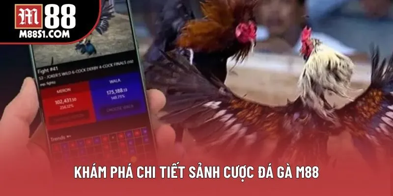 Khám phá chi tiết sảnh cược đá gà M88