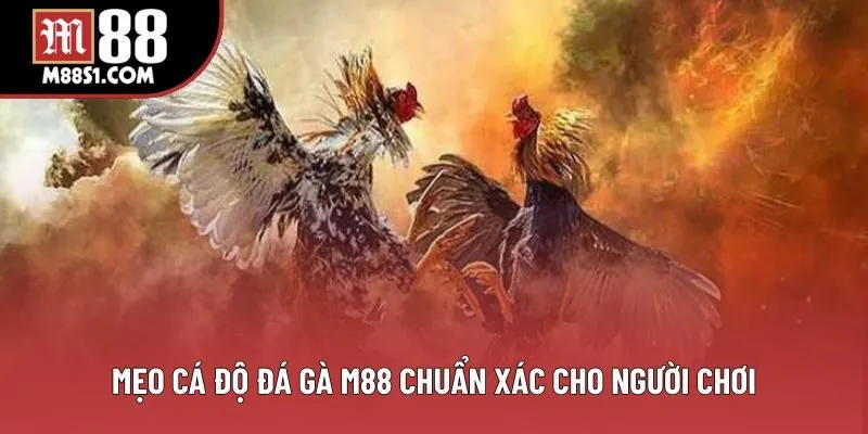 Mẹo cá độ đá gà M88 chuẩn xác cho người chơi