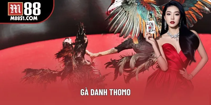 Gà Danh Thomo Tại M88 - Xem Trực Tiếp, Soi Kèo Chuẩn