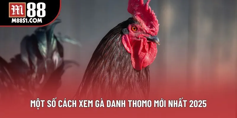 Một số cách xem gà danh thomo mới nhất 2025 Một số cách xem gà danh thomo mới nhất 2025