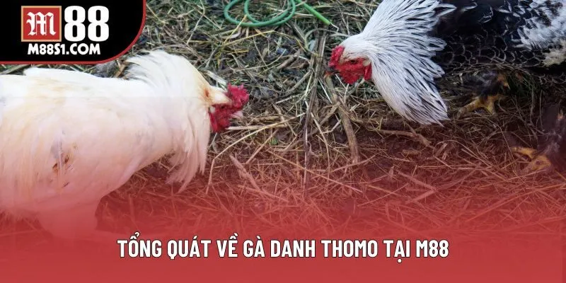 Tổng quát về gà danh thomo tại M88 Tổng quát về gà danh thomo tại M88