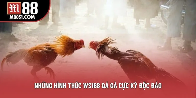Những hình thức WS168 đá gà cực kỳ độc đáo